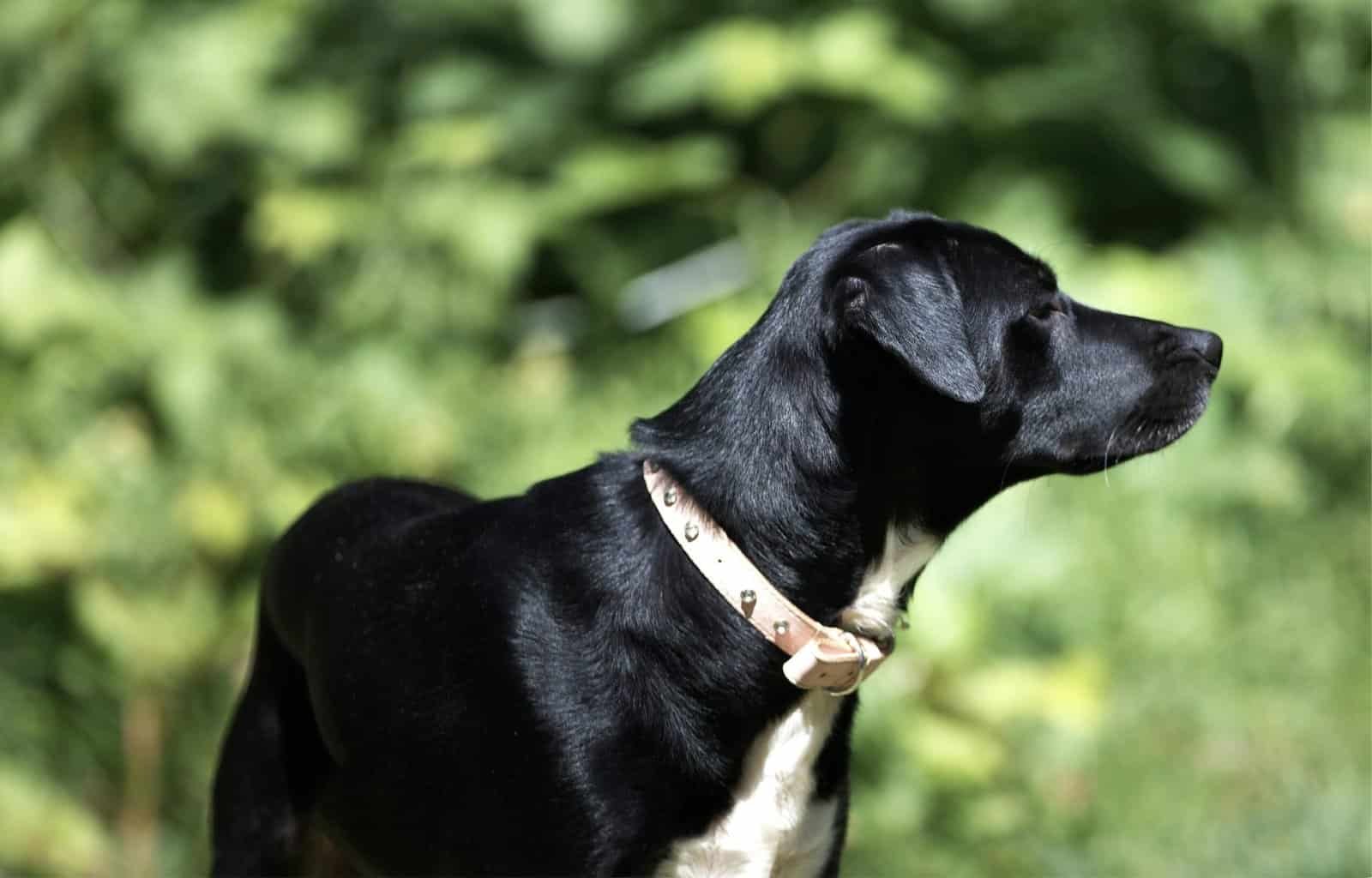 How To Grow Nopal Cactus In Humid Climates?