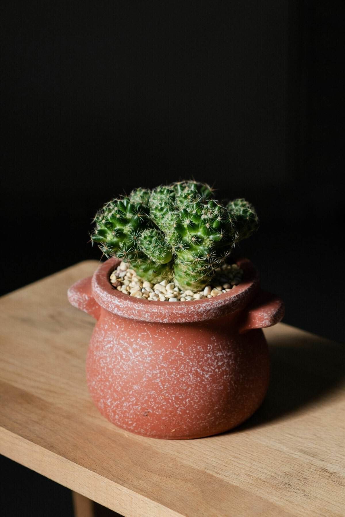 How To Make A Nopal And Avocado Salad? How To Make A Nopal And Avocado Salad?