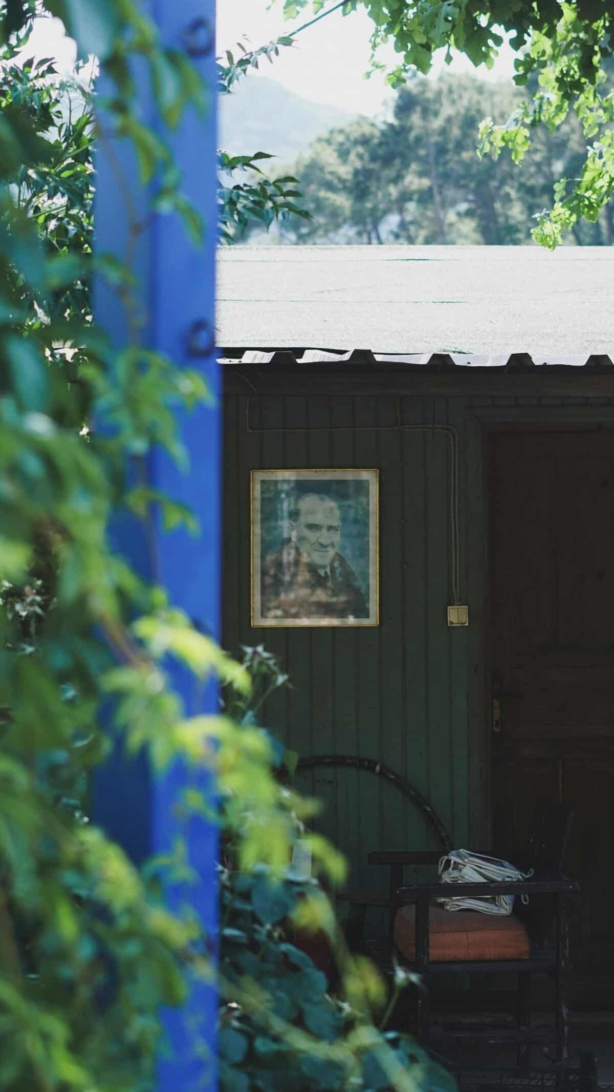 How Does Nopal Cactus Support Healthy Aging? How Does Nopal Cactus Support Healthy Aging?