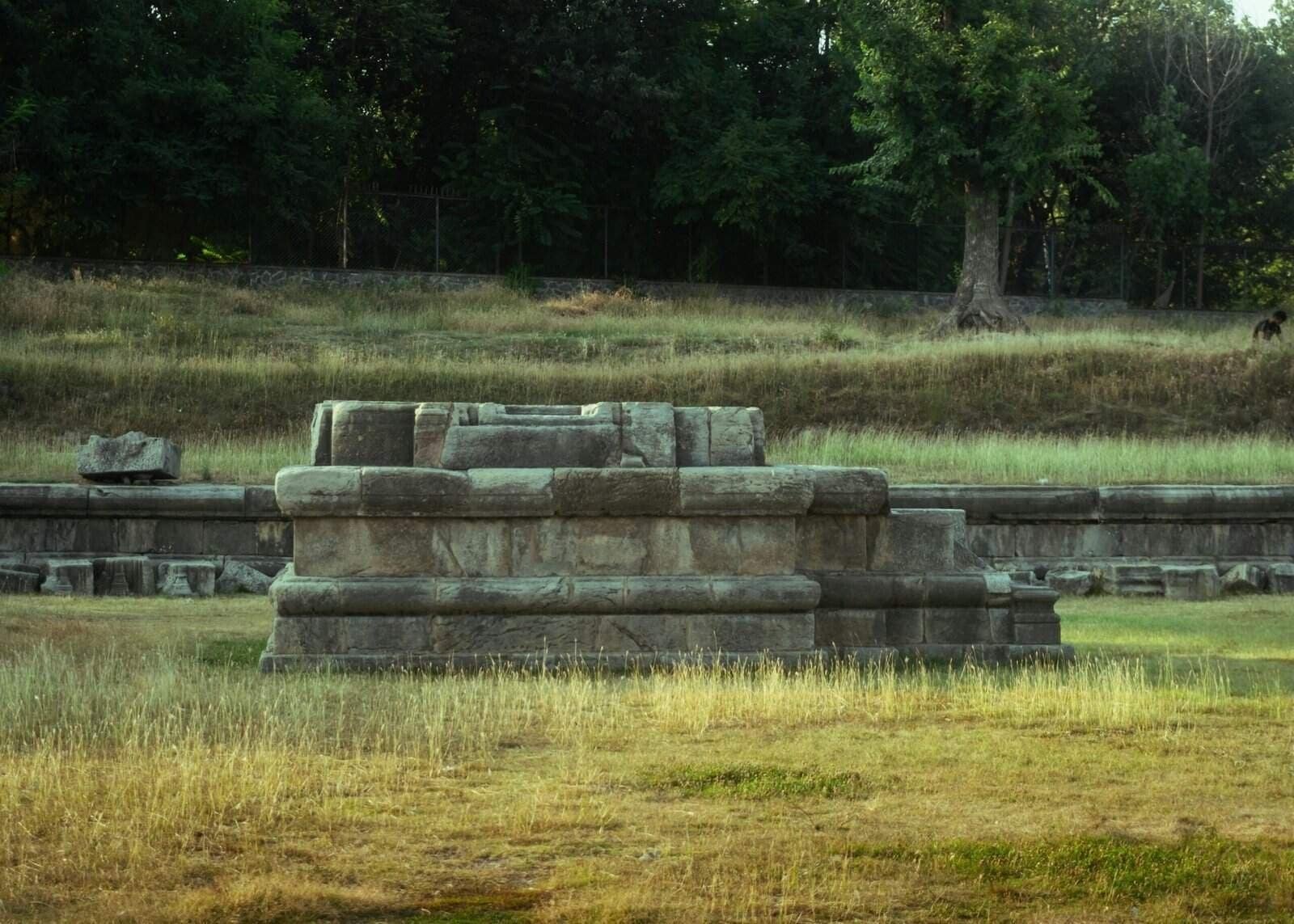 How Does Nopal Cactus Support Healthy Aging? How Does Nopal Cactus Support Healthy Aging?