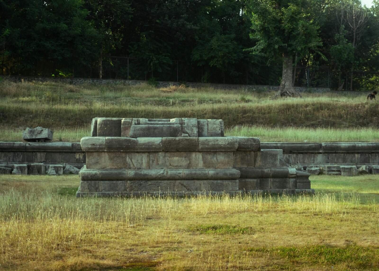 How Does Nopal Cactus Support Healthy Aging?