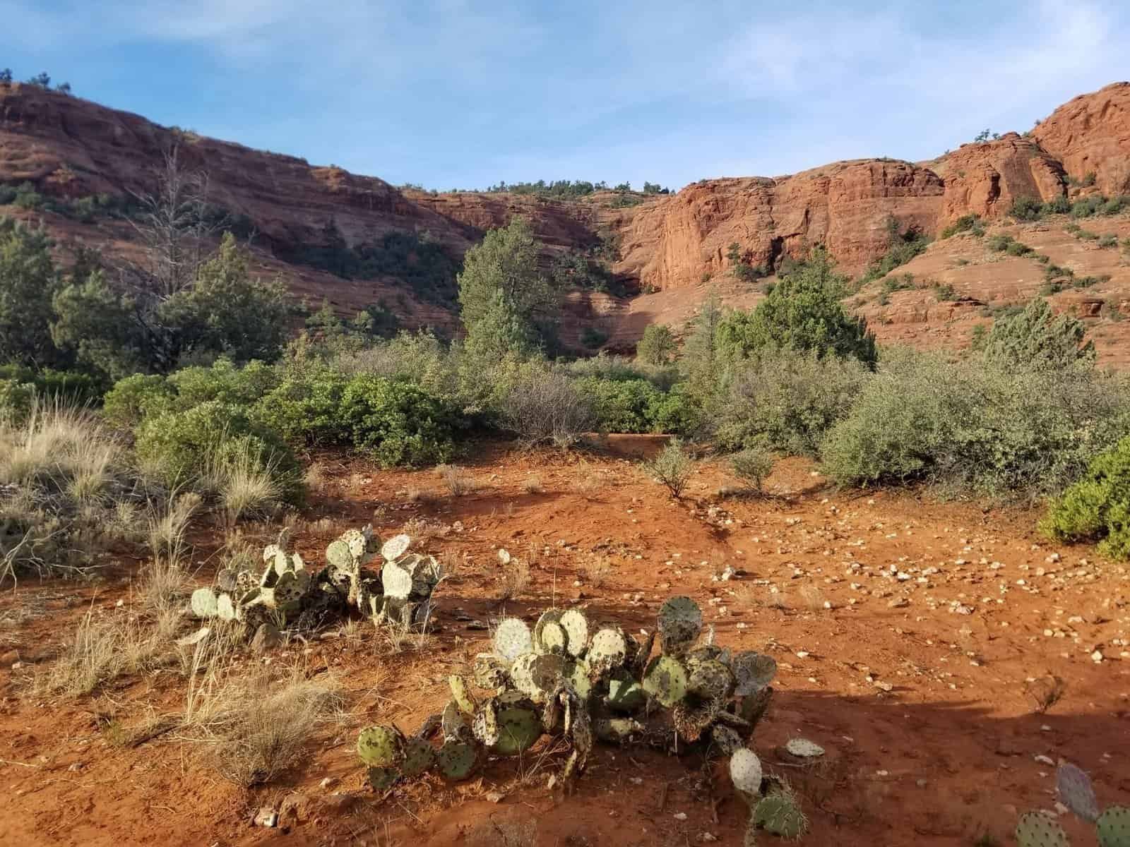 How To Control The Growth Of Nopal Cactus? How To Control The Growth Of Nopal Cactus?
