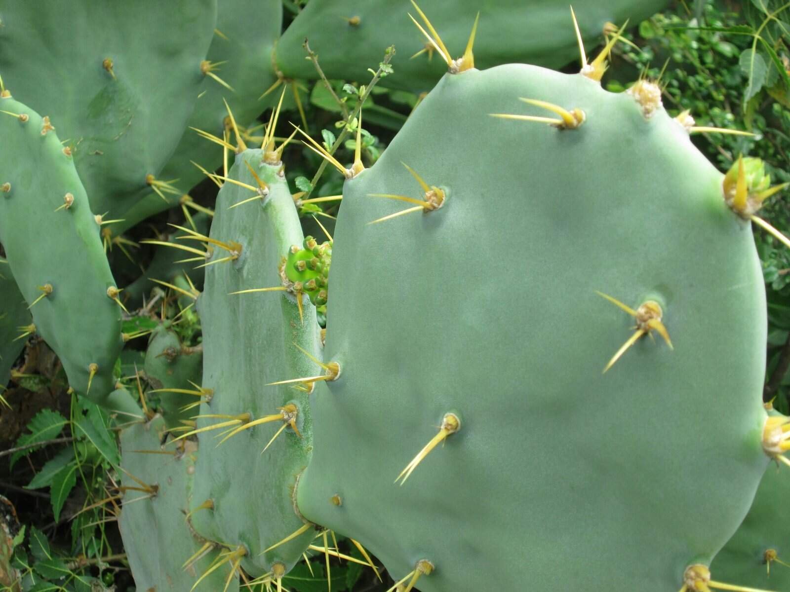 How To Control The Growth Of Nopal Cactus? How To Control The Growth Of Nopal Cactus?