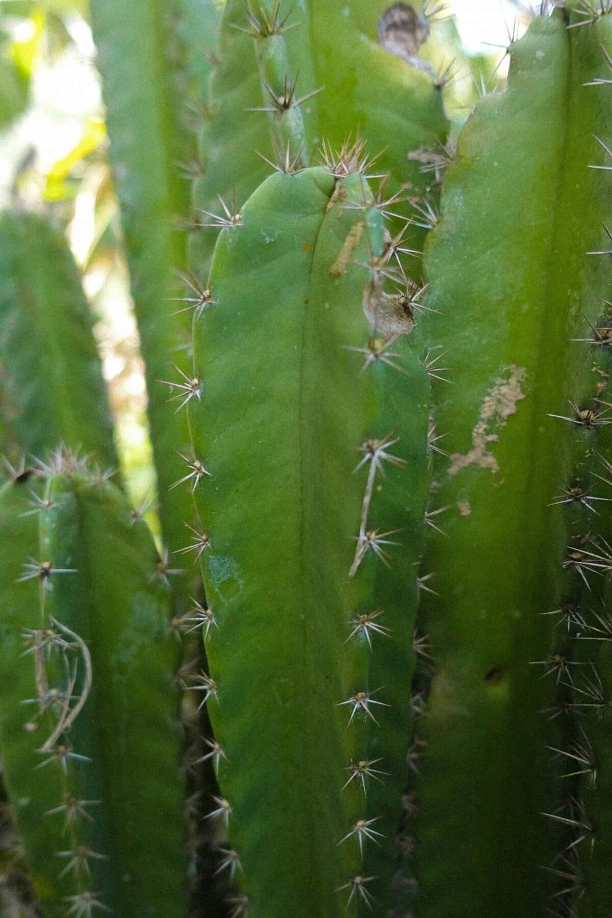 How To Use Nopal Cactus As Animal Feed? How To Use Nopal Cactus As Animal Feed?