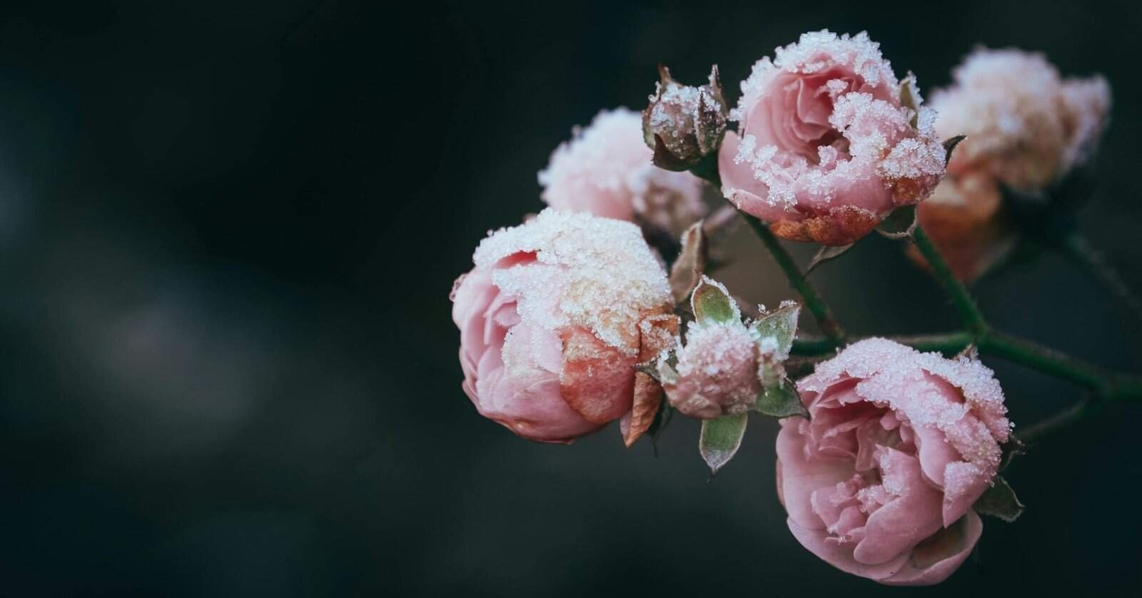 What Are The Best Ways To Season Nopal Cactus? What Are The Best Ways To Season Nopal Cactus?