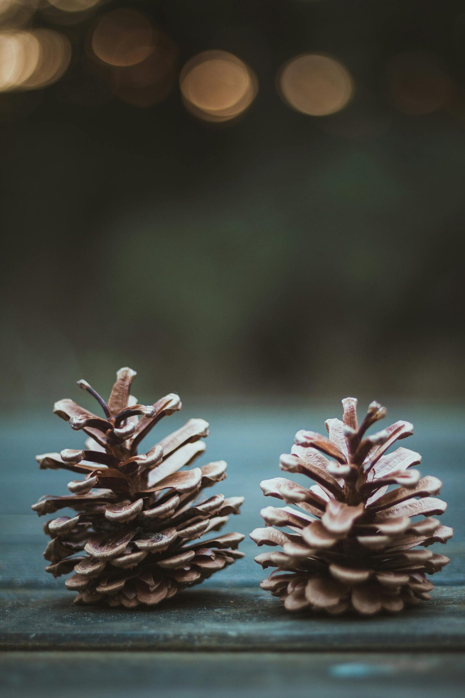 What Are The Best Ways To Season Nopal Cactus? What Are The Best Ways To Season Nopal Cactus?