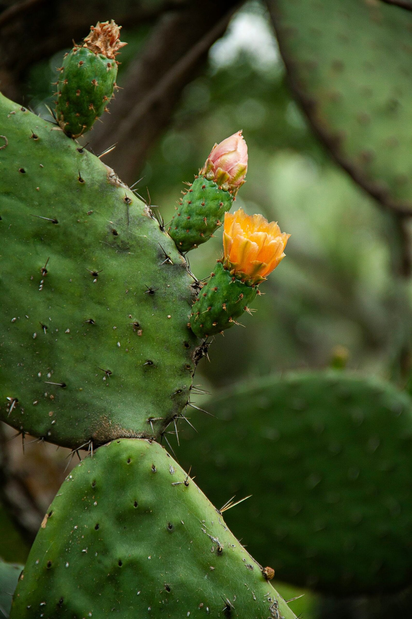 How To Make A Nopal And Bean Salad? How To Make A Nopal And Bean Salad?
