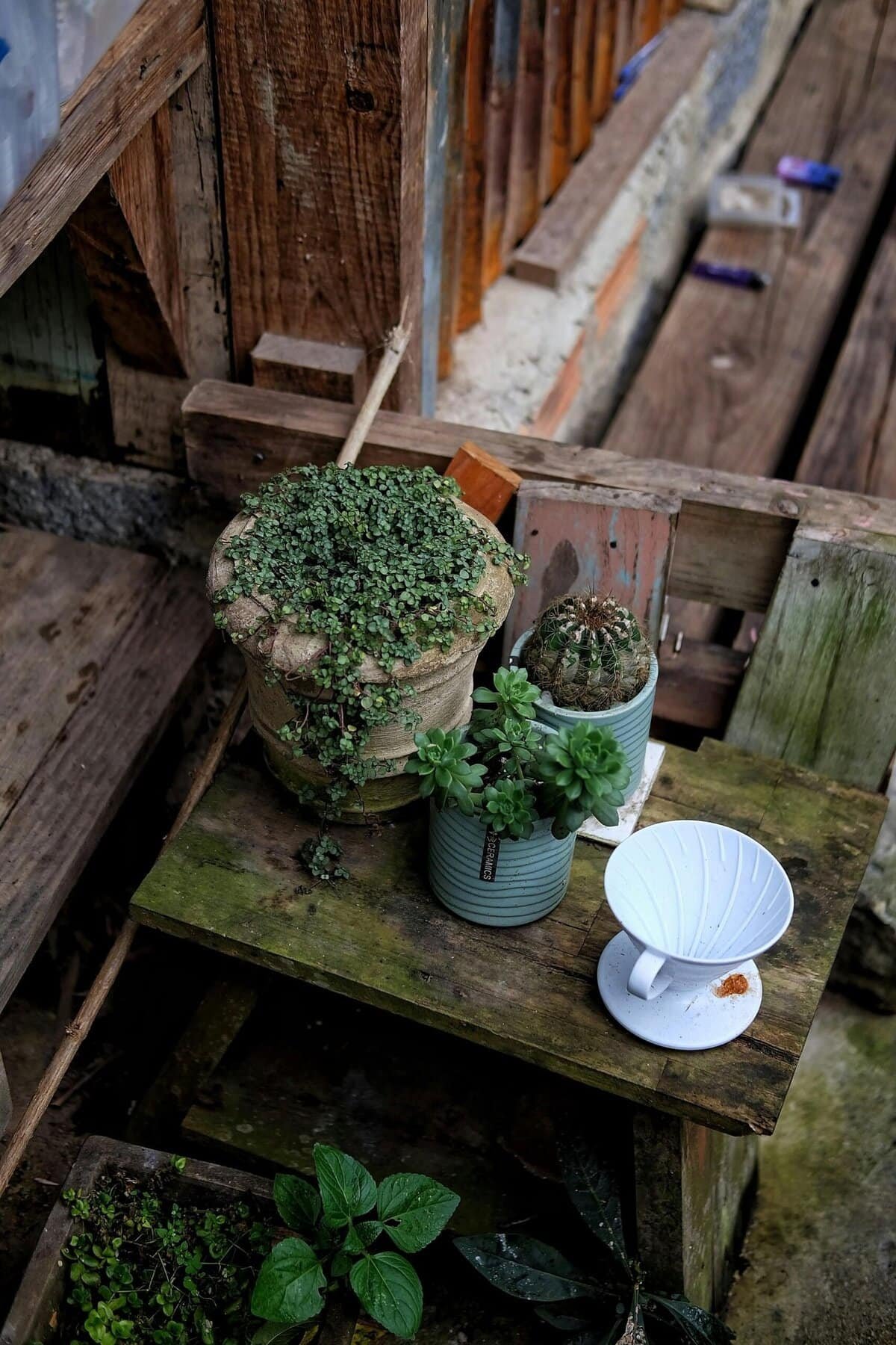 How To Prepare Nopal For Roasting In The Oven?