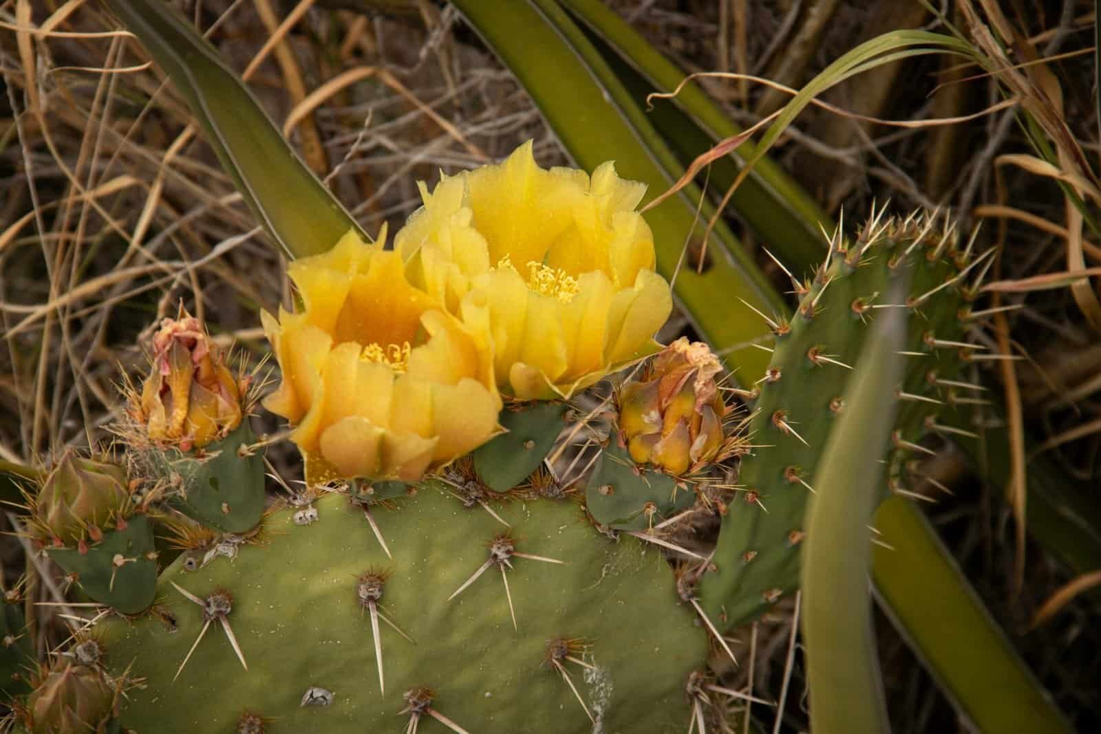 How Does Nopal Cactus Aid In Reducing Cholesterol Naturally?
