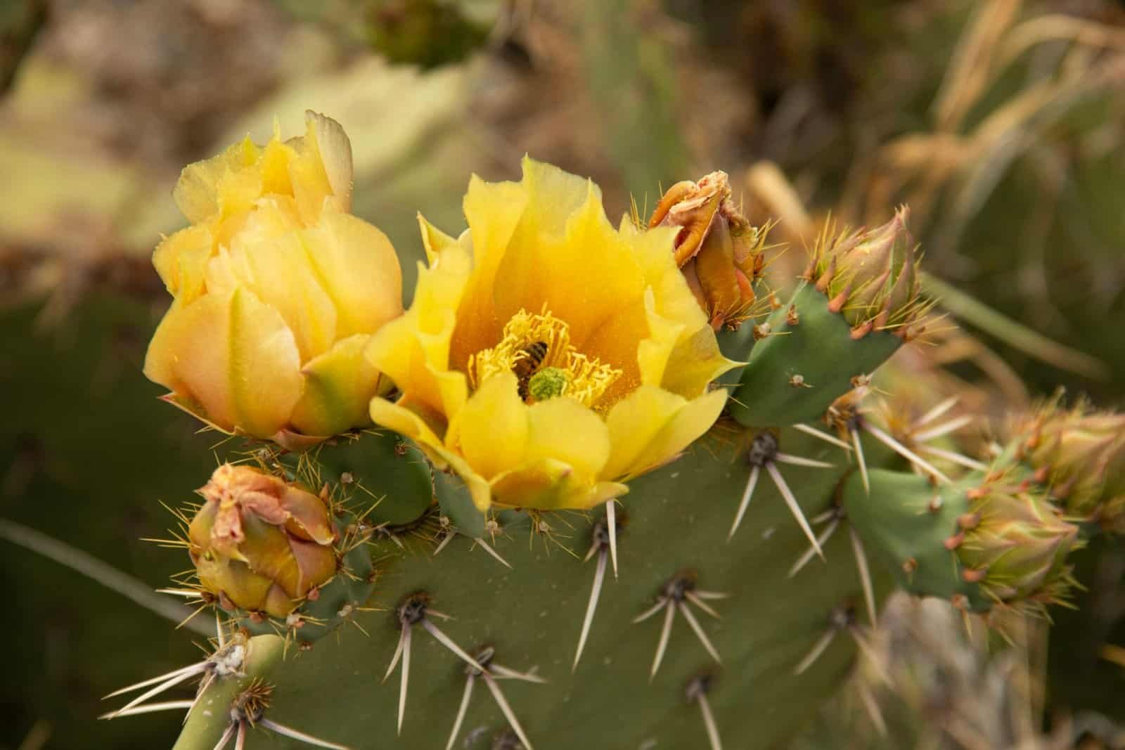 How Does Nopal Cactus Aid In Reducing Cholesterol Naturally?