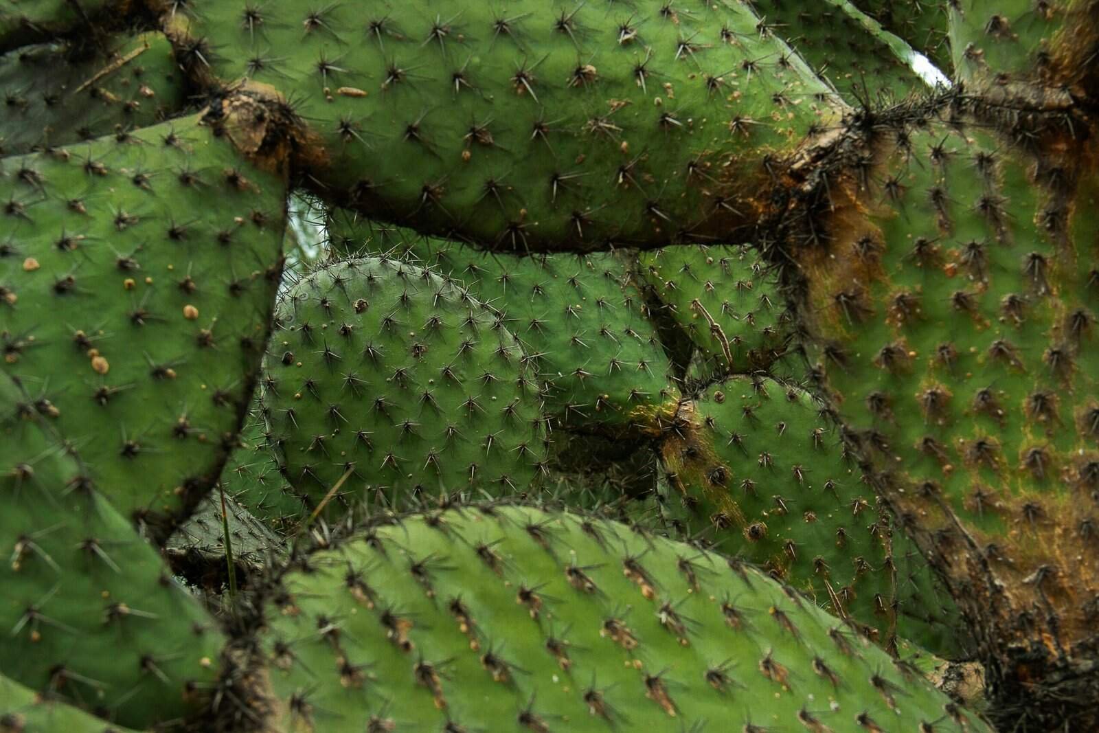 How Does Nopal Cactus Support Healthy Metabolism? How Does Nopal Cactus Support Healthy Metabolism?
