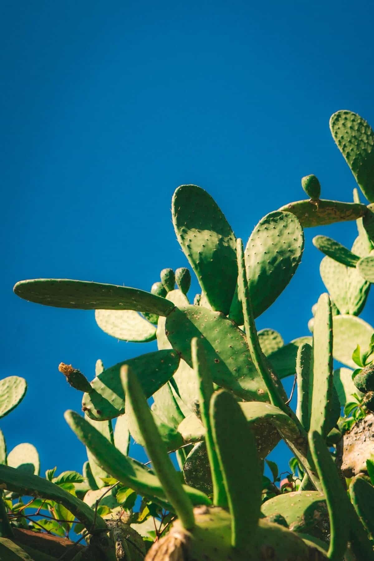 How To Cook Nopal Cactus To Preserve Its Nutrients?
