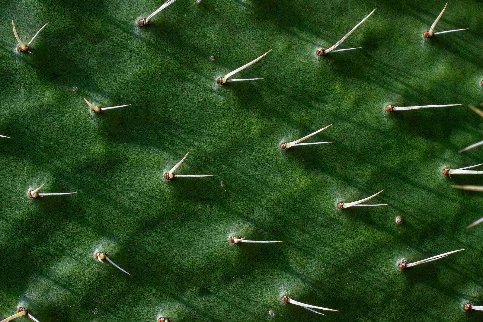 How To Cook Nopal Cactus To Preserve Its Nutrients?