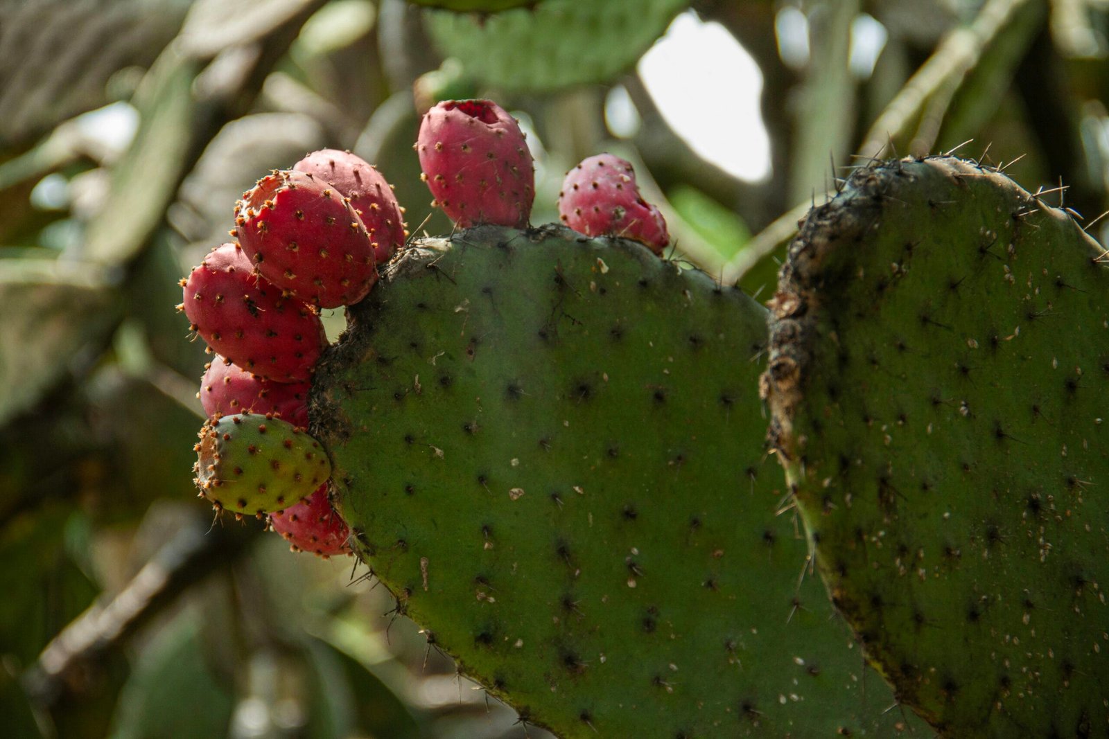 How To Cook Nopal For A Hearty Breakfast?