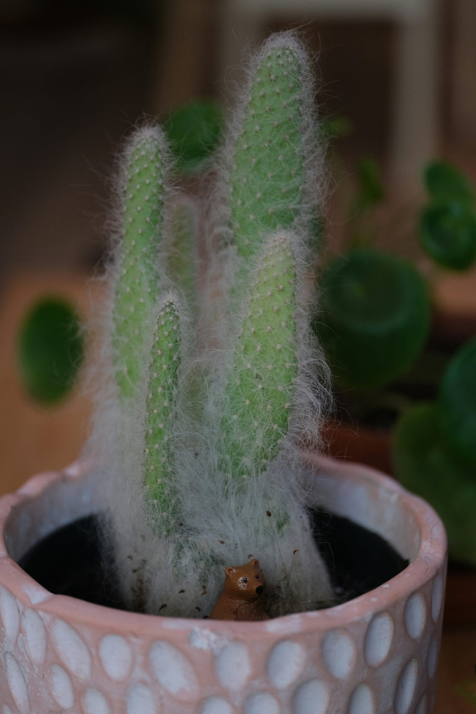 How To Cook Nopal For A Hearty Breakfast?