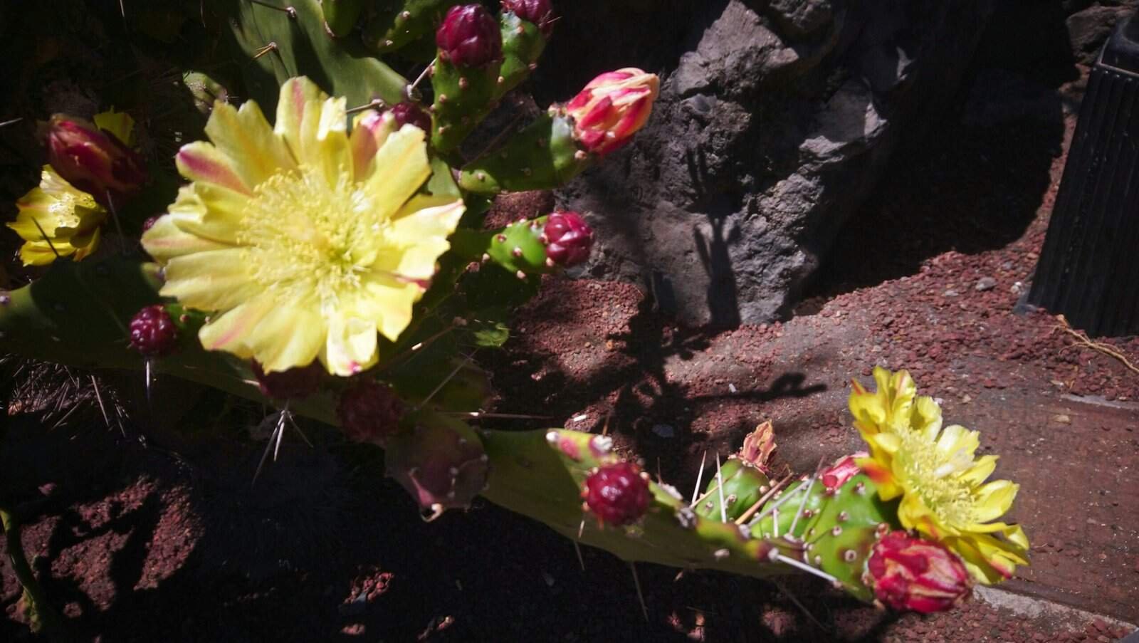 How To Cook Nopal For A Hearty Breakfast?