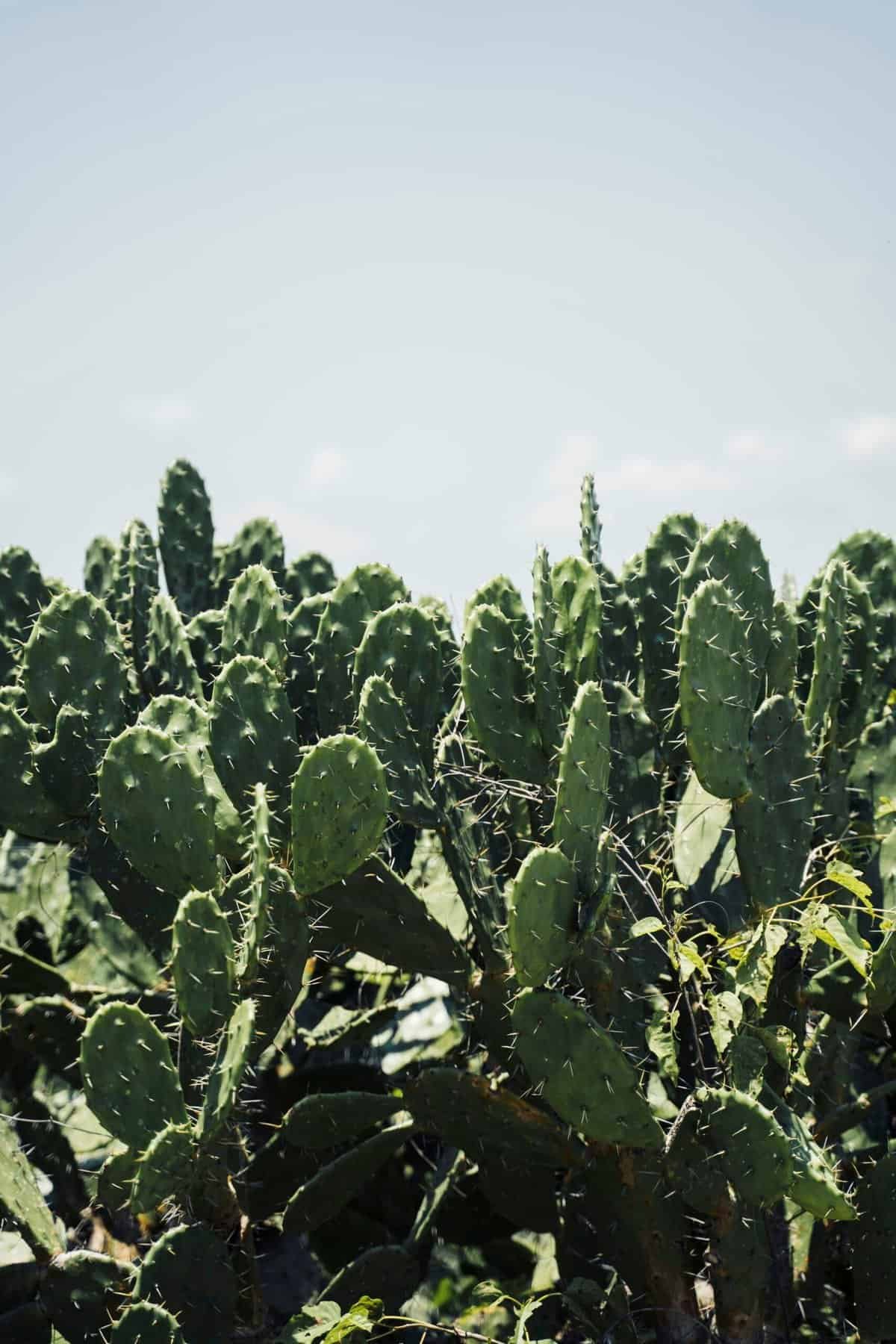 How To Grow Nopal Cactus From Store-bought Pads?