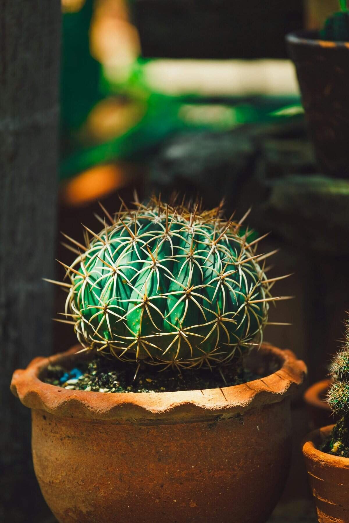 Can Nopal Cactus Help In Reducing Blood Sugar Spikes?
