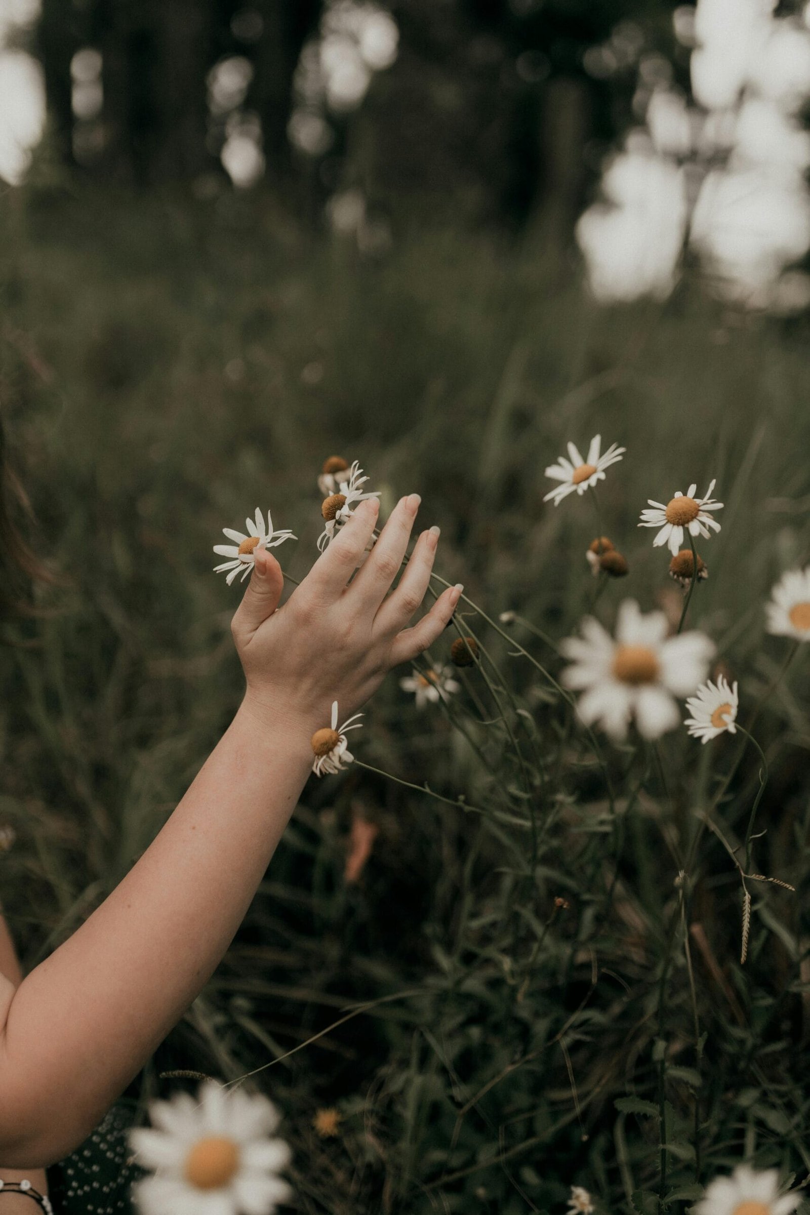 How To Ensure Even Growth In Nopal Cactus? How To Ensure Even Growth In Nopal Cactus?