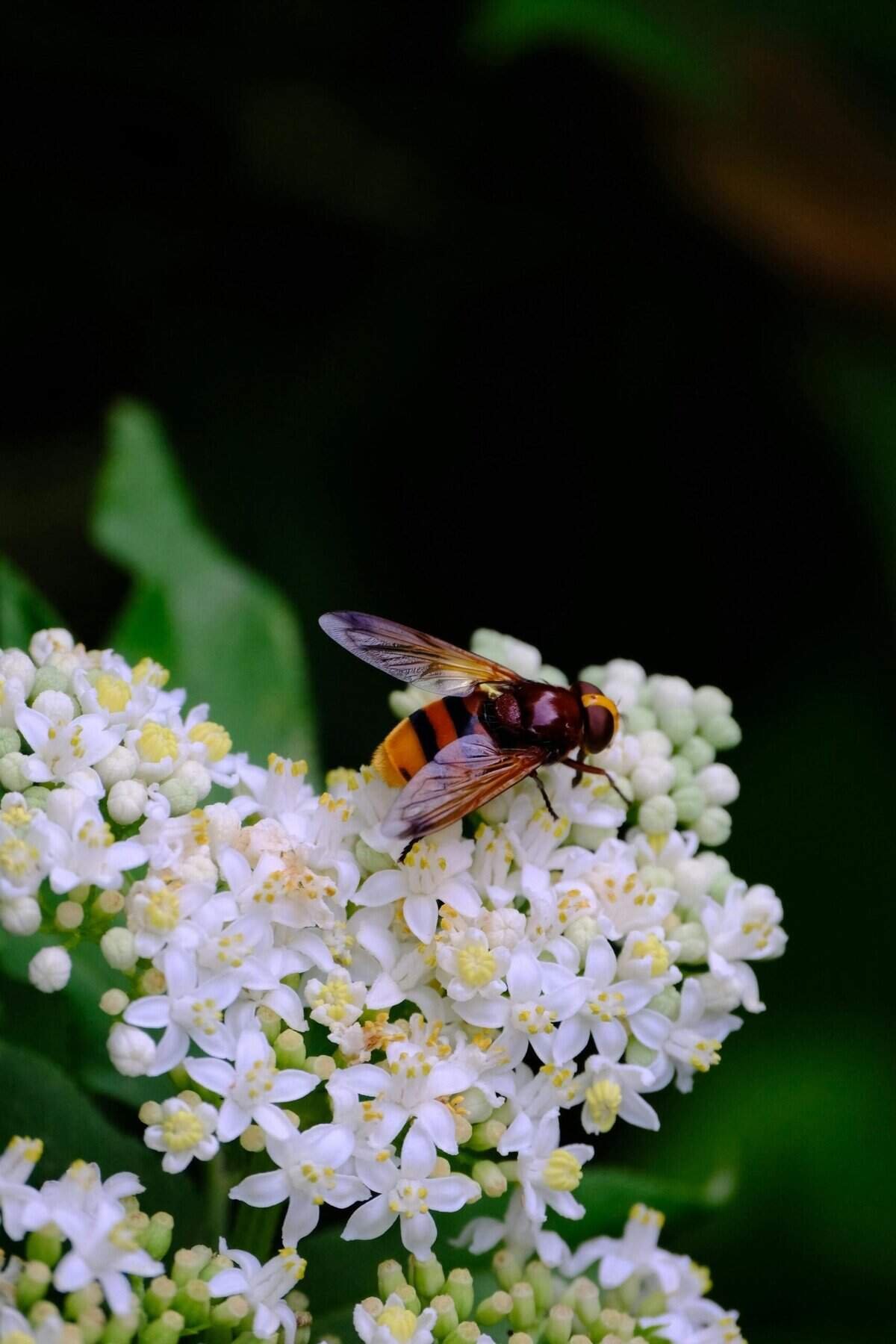 How To Ensure Even Growth In Nopal Cactus? How To Ensure Even Growth In Nopal Cactus?