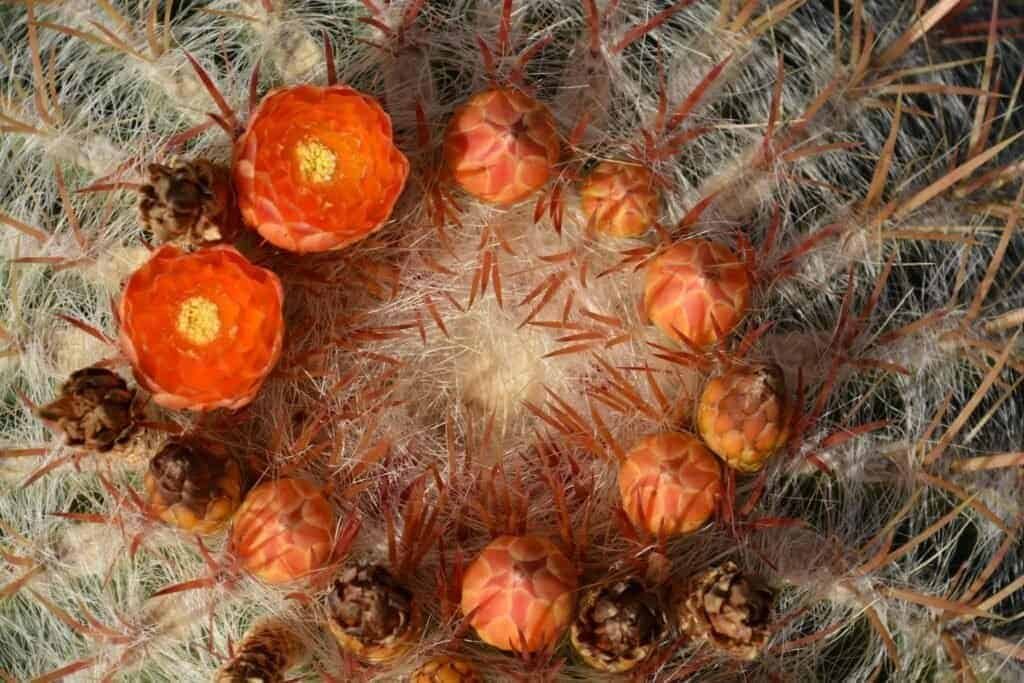 Nopal Cactus Full Spectruma 1000mg, 0.45 Pound