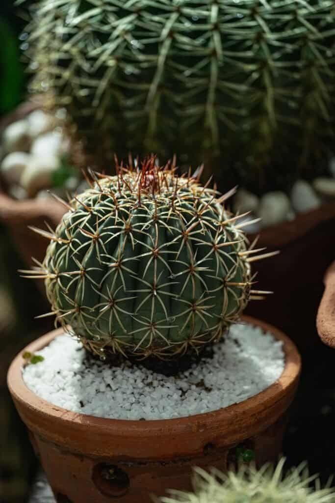 Nopal Cactus Full Spectruma 1000mg, 0.45 Pound