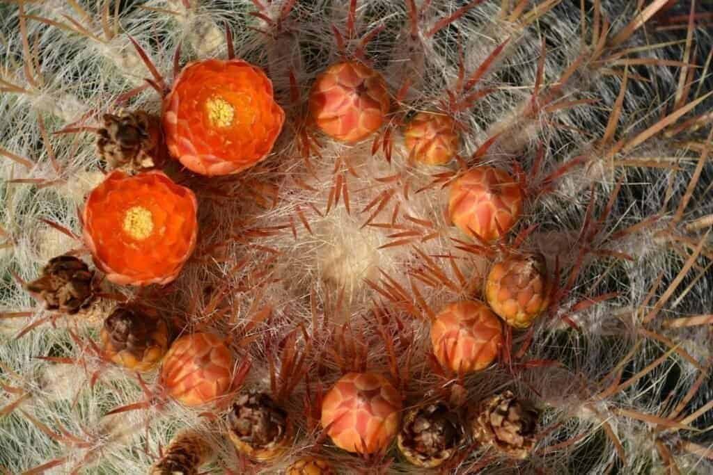 Nopal Cactus Full Spectruma 1000mg, 0.45 Pound