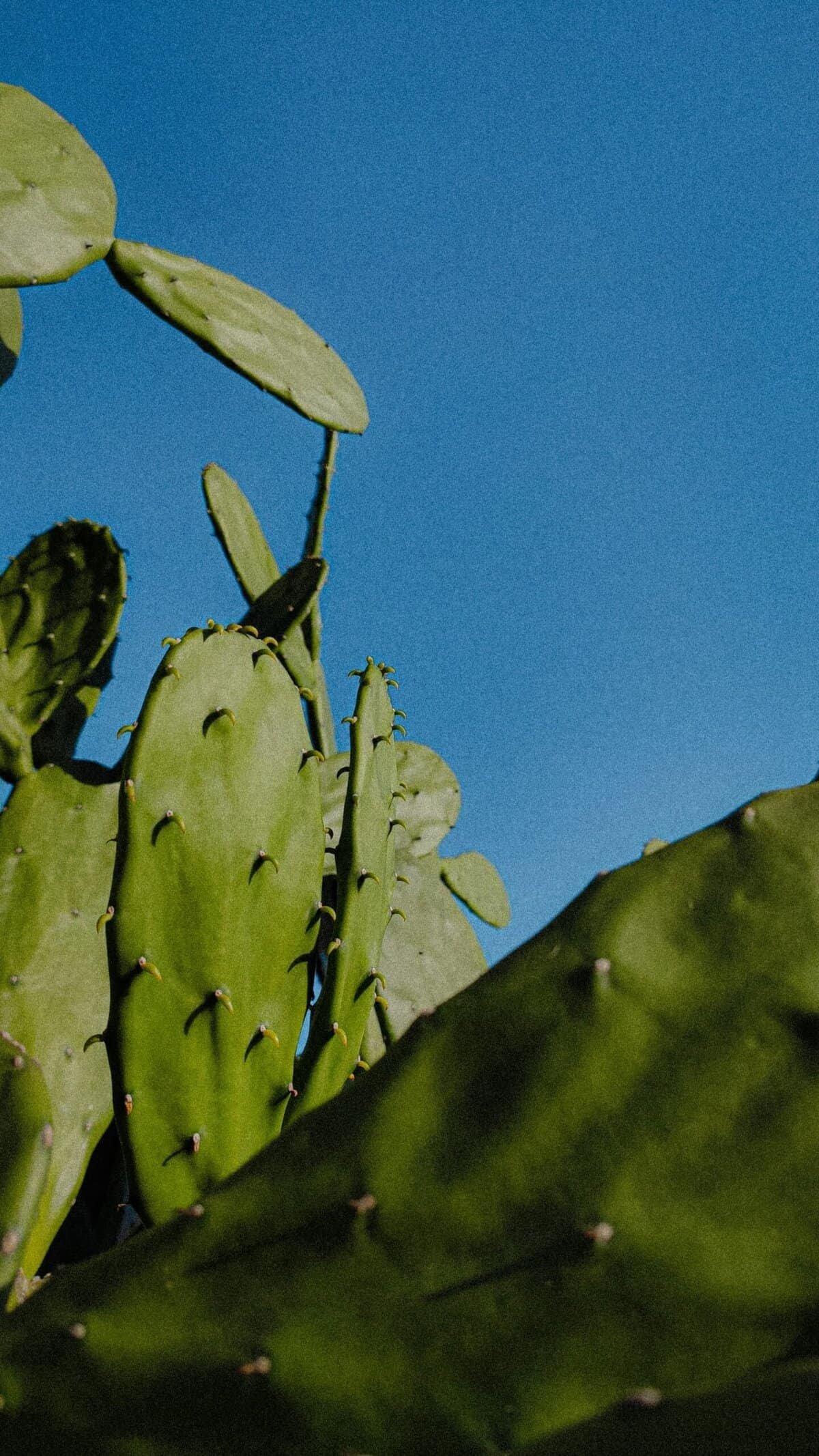 BareOrganics Nopal Cactus Powder | USDA Organic, Vegan, Non-GMO, Gluten-Free | Super Fruit, 8oz BareOrganics Nopal Cactus Powder | USDA Organic, Vegan, Non-GMO, Gluten-Free | Super Fruit, 8oz