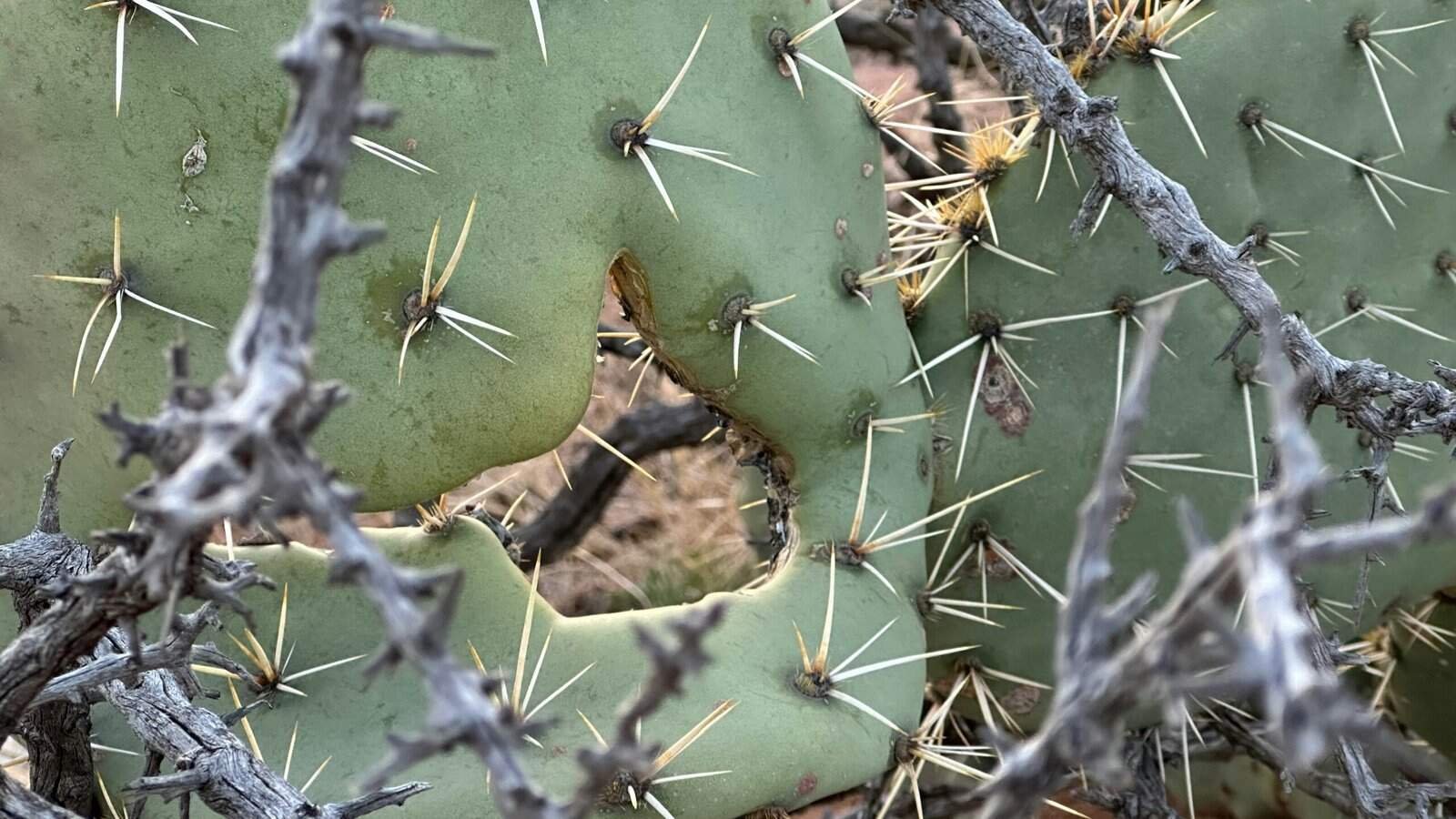 Can Nopal Cactus Help In Reducing The Risk Of Heart Disease? Can Nopal Cactus Help In Reducing The Risk Of Heart Disease?