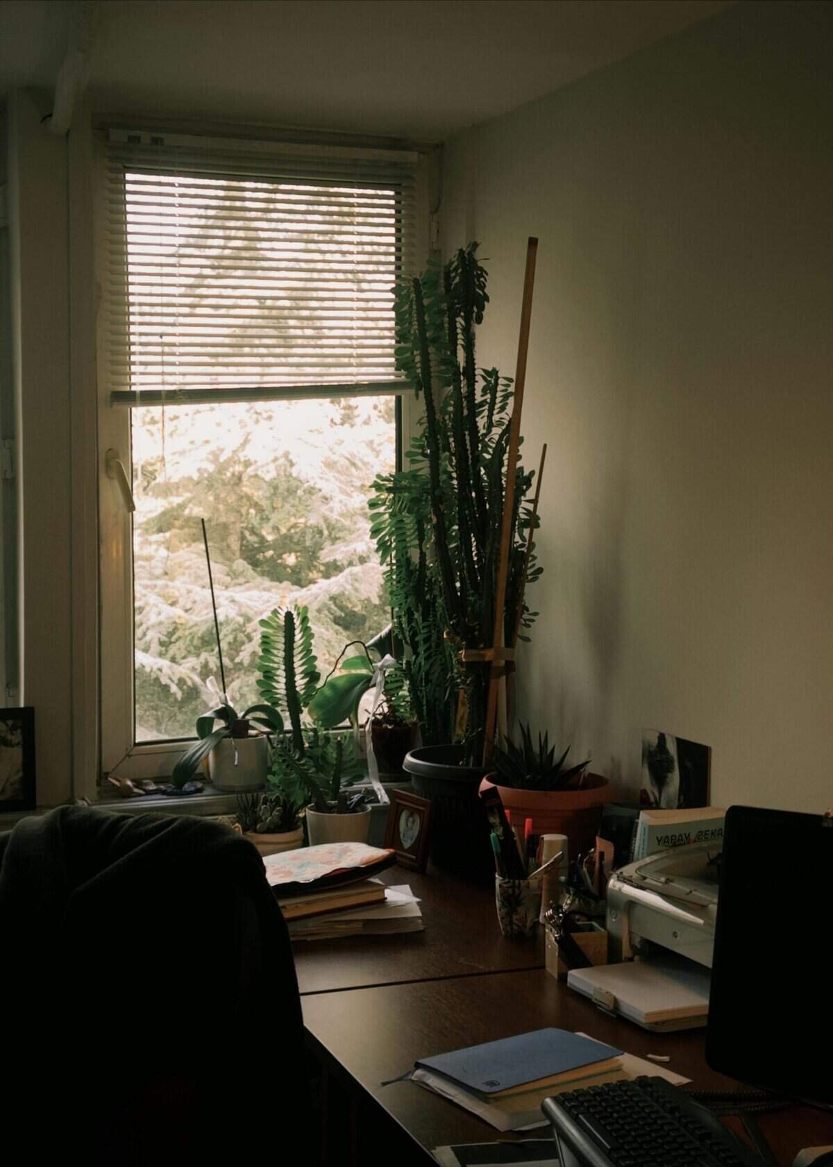 How Does Nopal Cactus Aid In Weight Control?