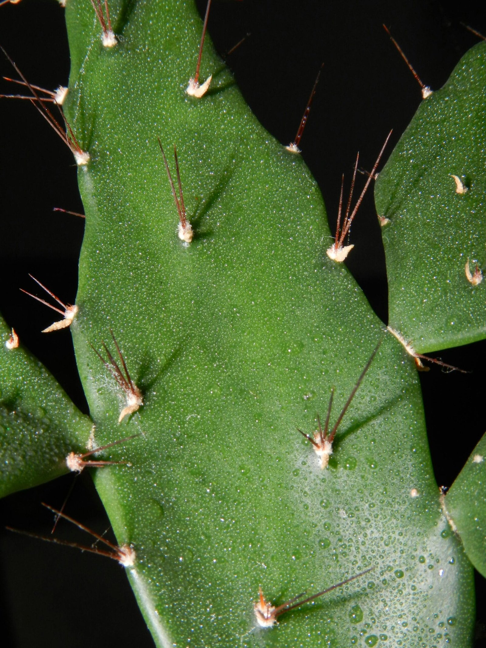 How Does Nopal Cactus Aid In Weight Control?