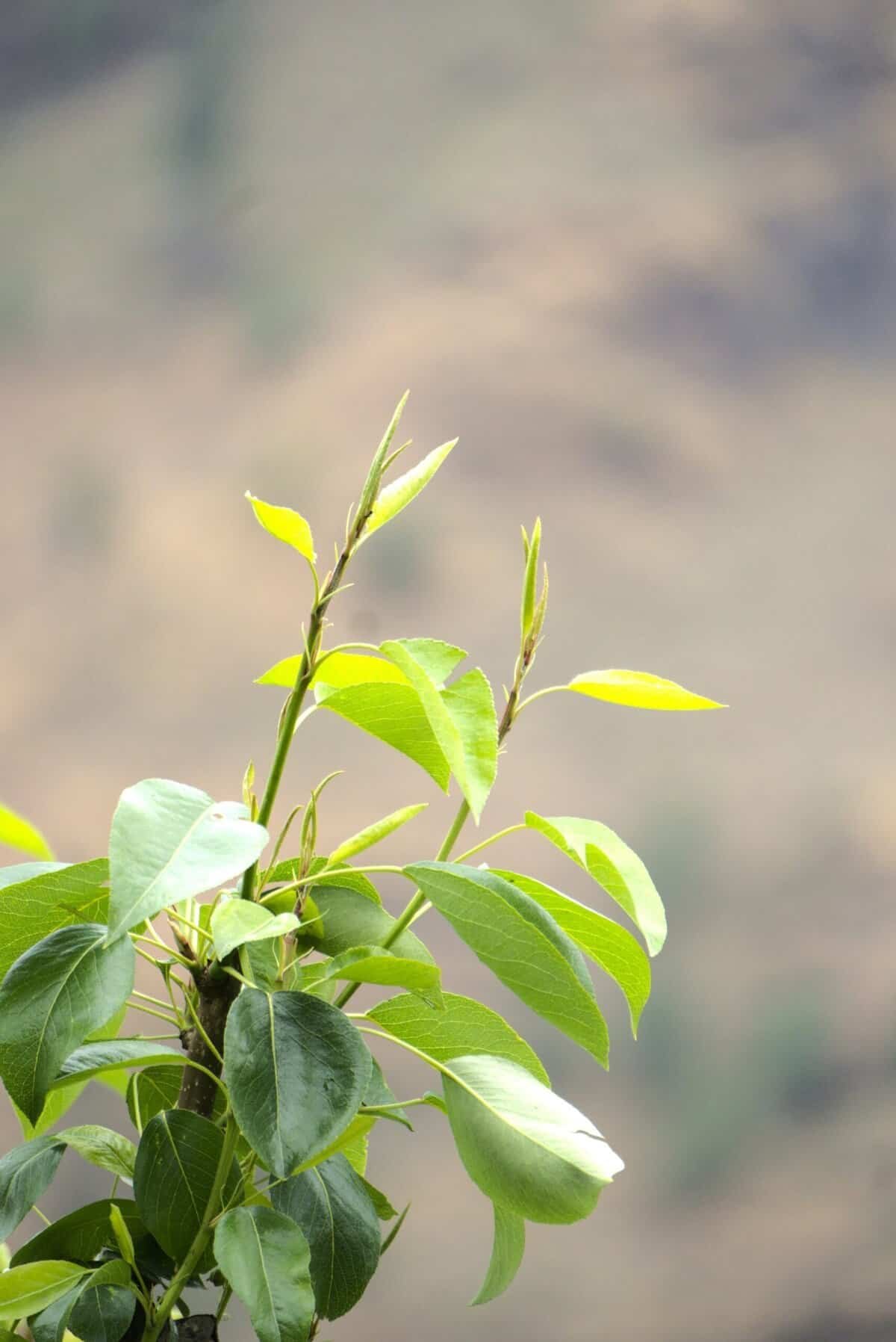 How To Grow Nopal Cactus In High-altitude Regions?