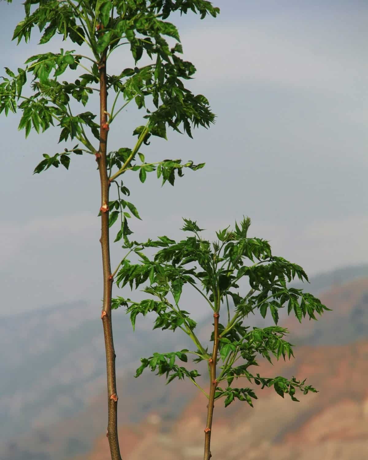 How To Grow Nopal Cactus In High-altitude Regions?
