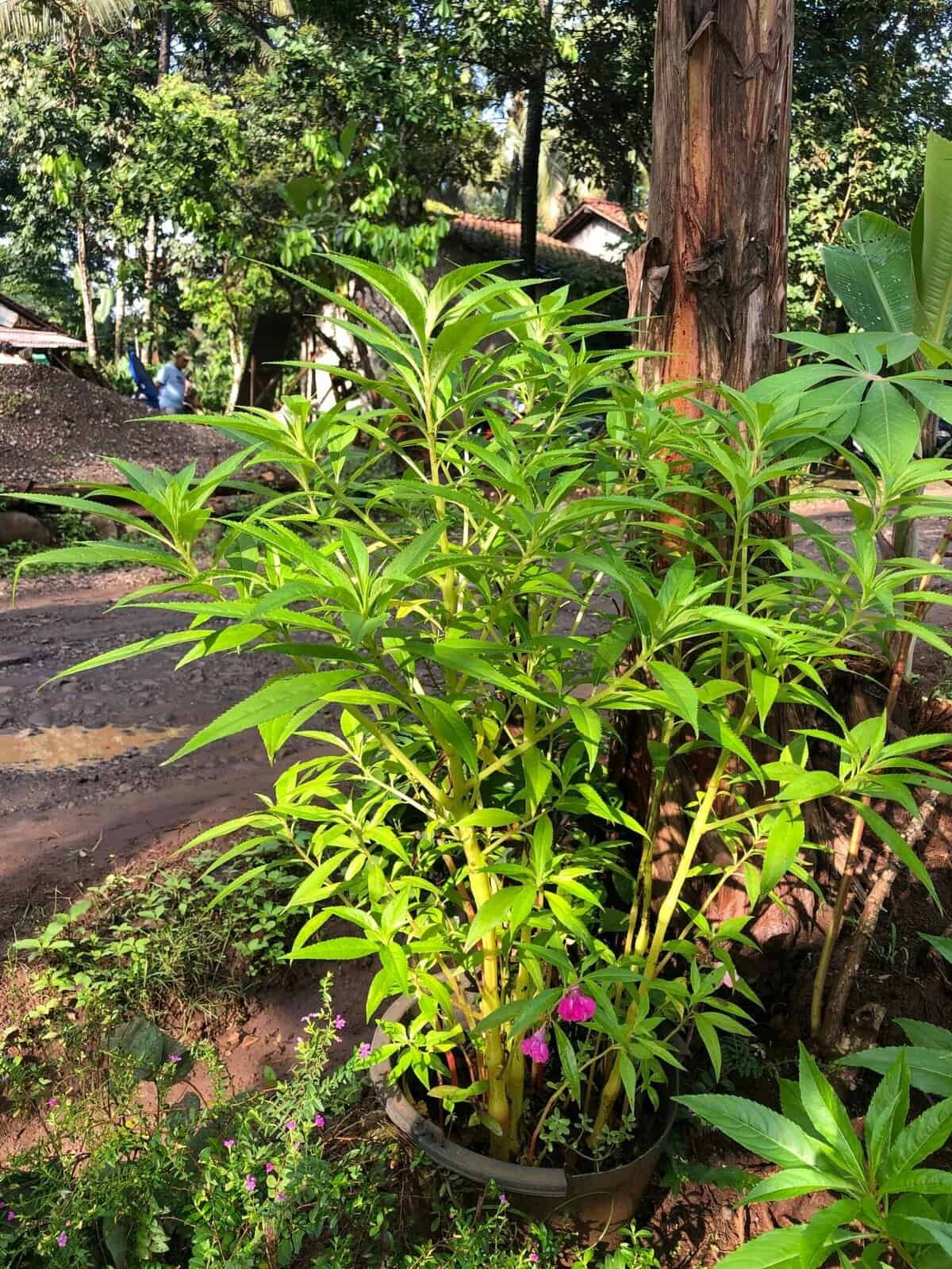 How To Grow Nopal Cactus In High-altitude Regions?