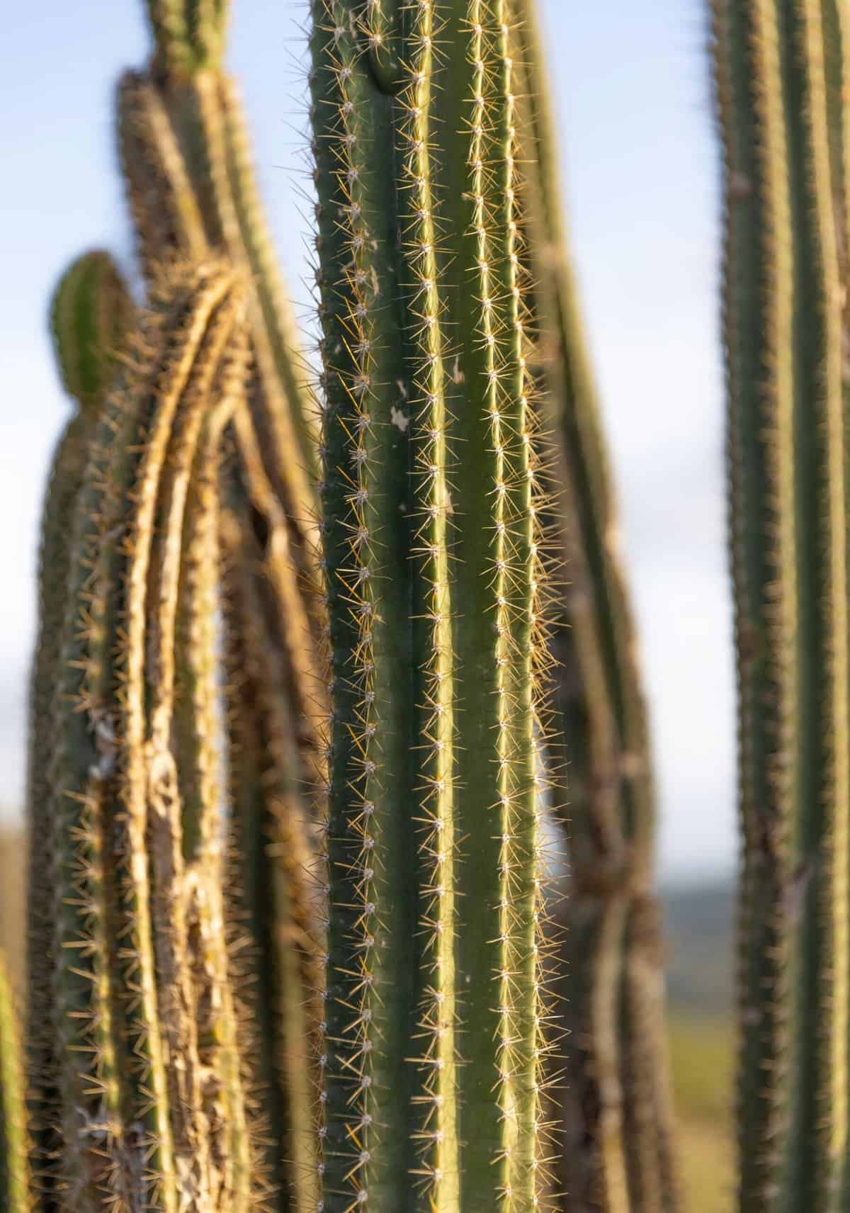 What Are The Benefits Of Nopal Cactus For Anti-inflammatory Diets?