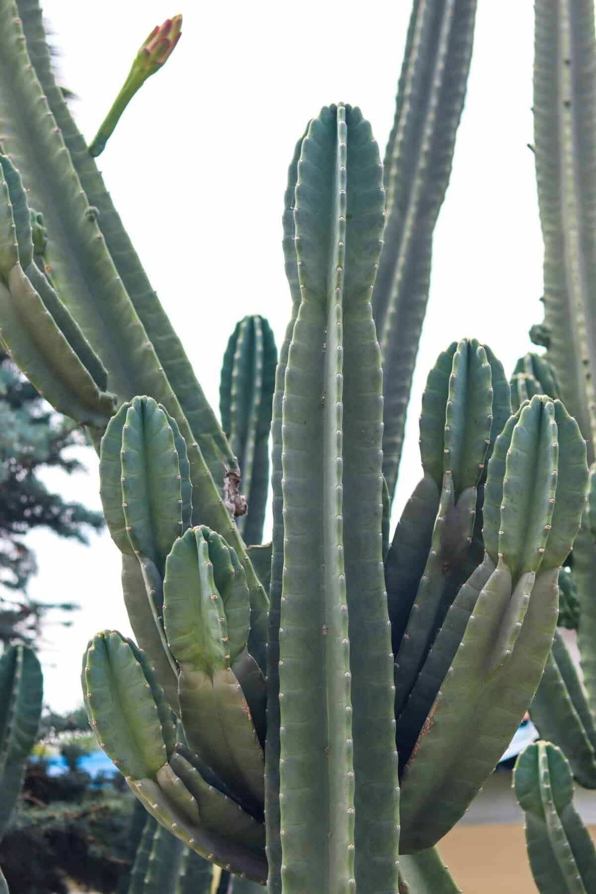 What Are The Benefits Of Nopal Cactus For Anti-inflammatory Diets?