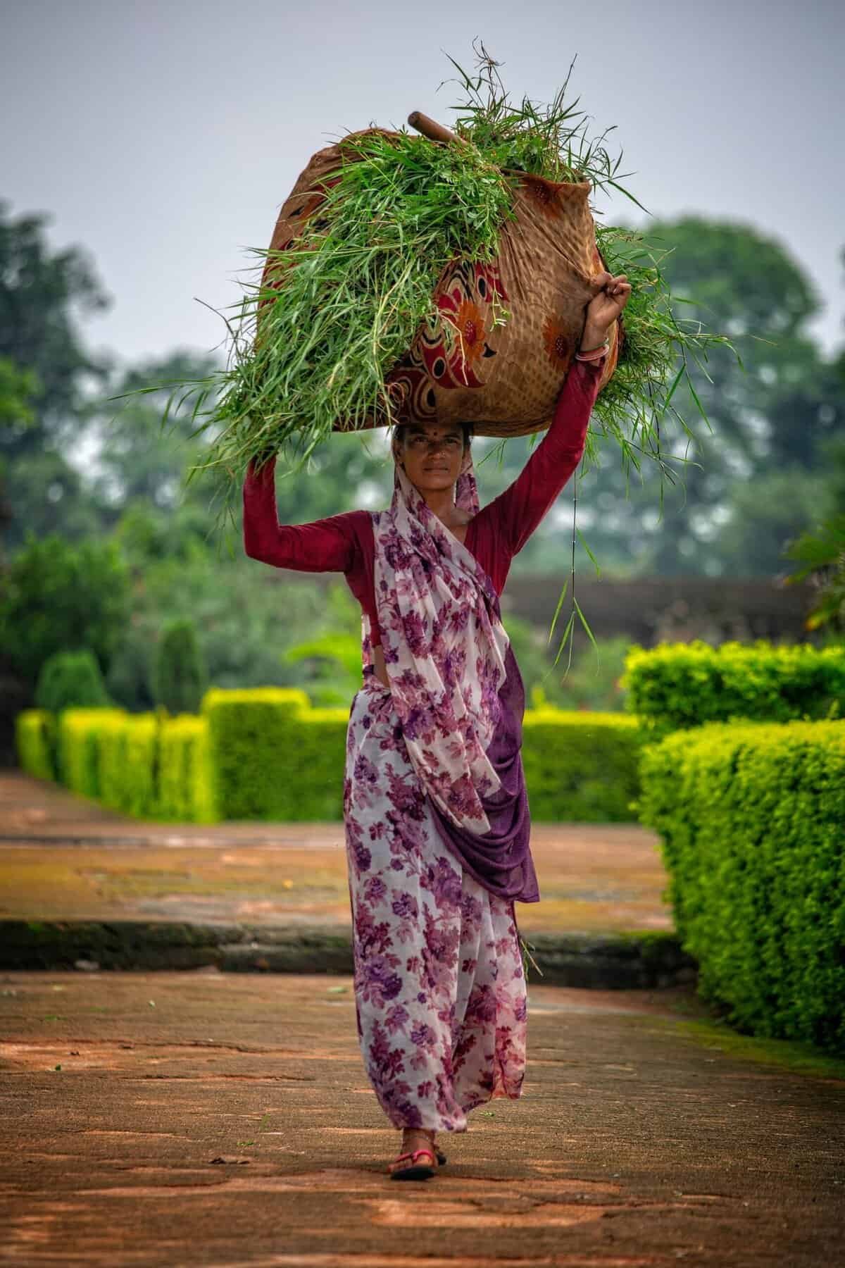 What Are The Best Practices For Harvesting Nopal Fruit?