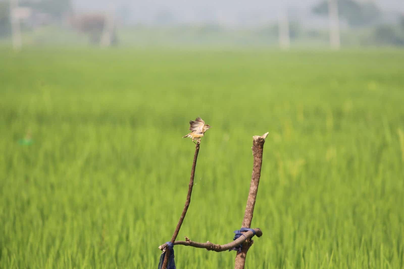What Are The Best Practices For Harvesting Nopal Fruit?