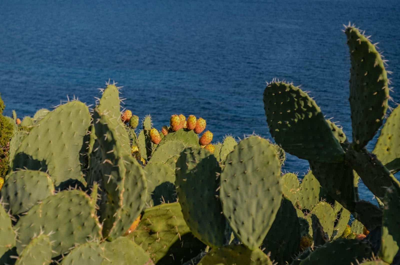How To Improve Nopal Cactus Fruit Sweetness?