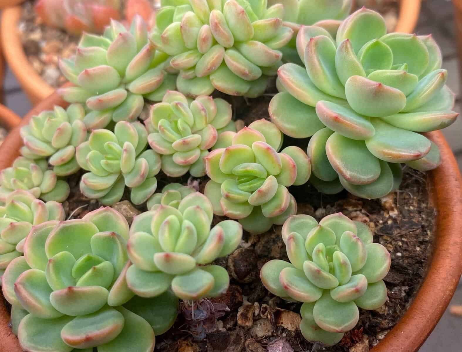 How To Prepare Nopal Cactus For Winter Dormancy?