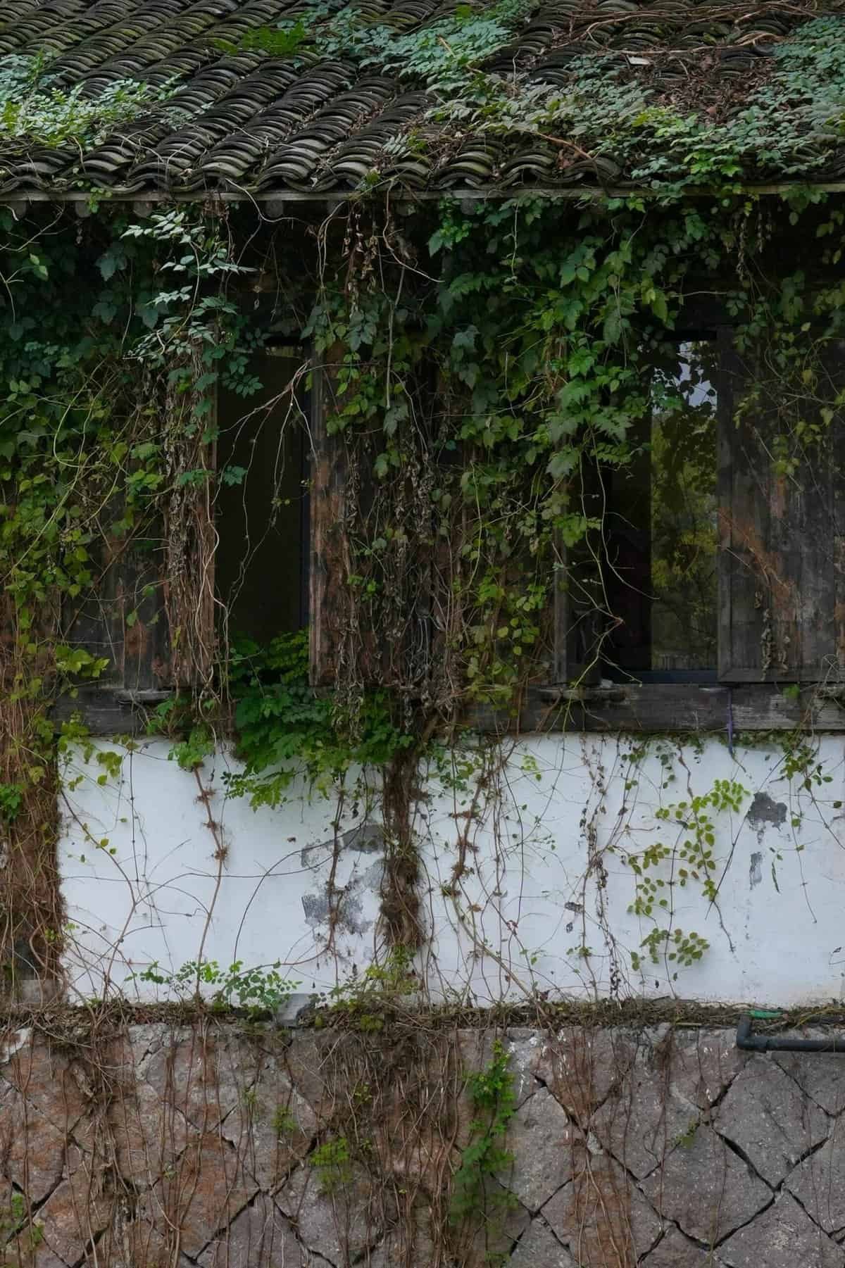 How Does Nopal Cactus Aid In Reducing Joint Pain?