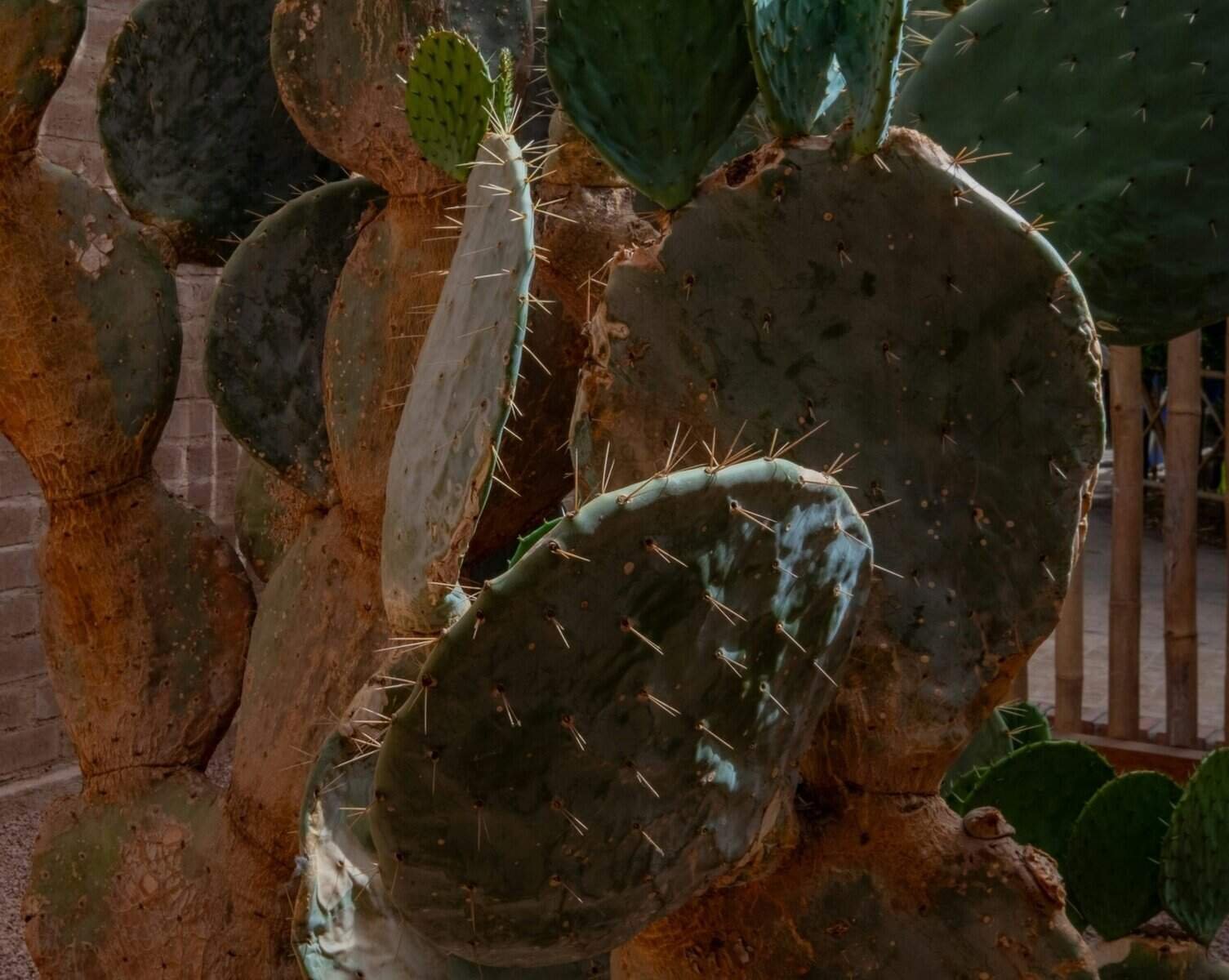 What Are The Benefits Of Nopal Cactus For Detoxifying The Body?