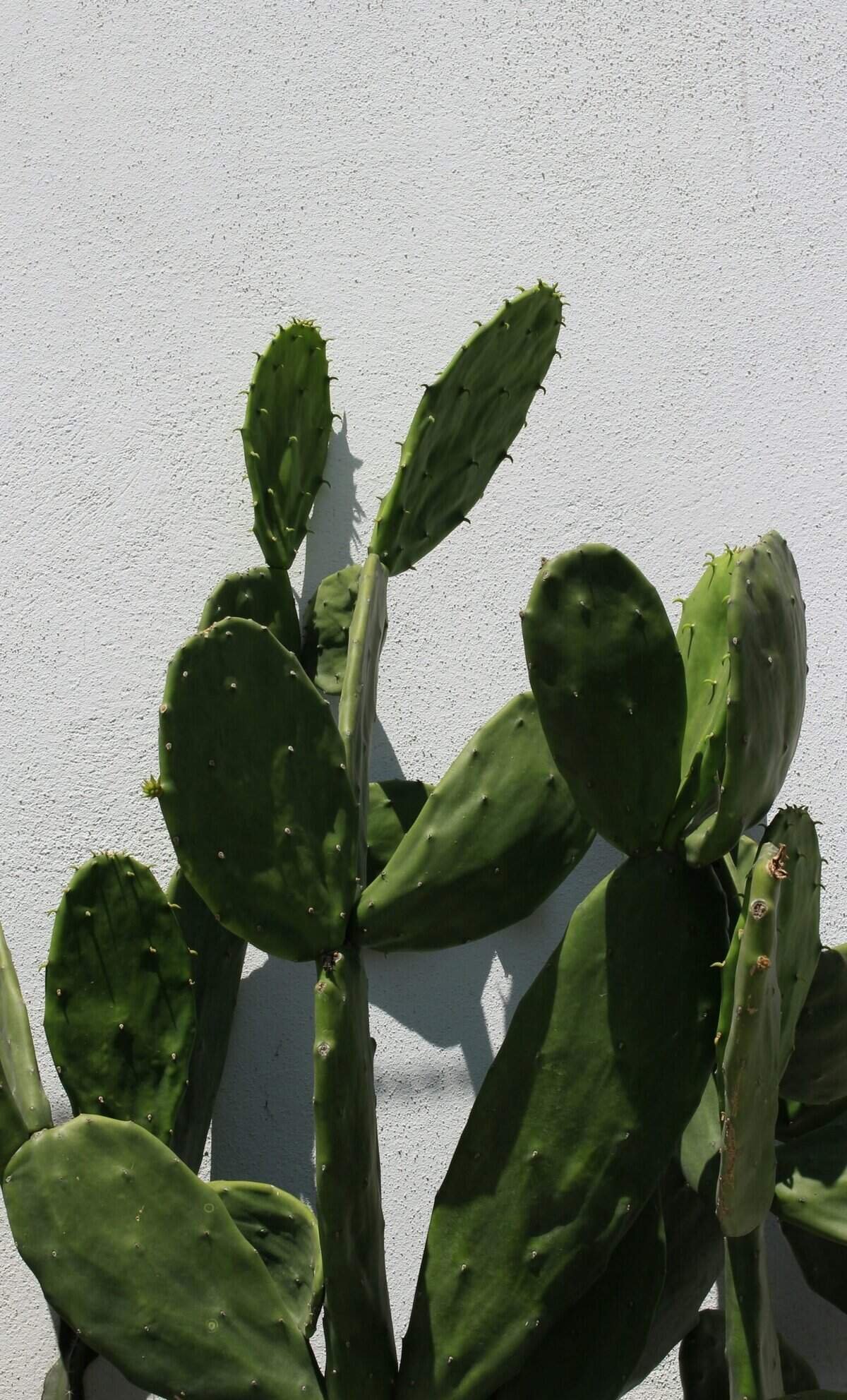 What Are The Benefits Of Nopal Cactus For Detoxifying The Body?