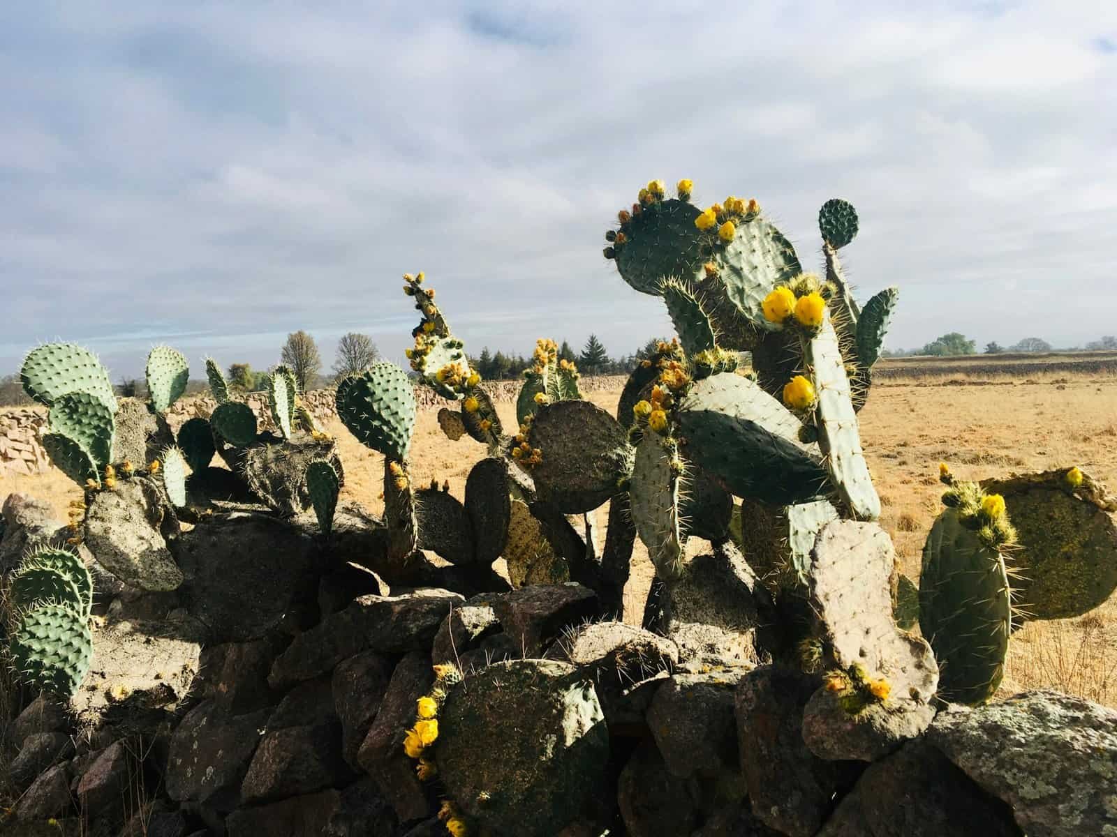What Are The Benefits Of Nopal Cactus For Detoxifying The Body?