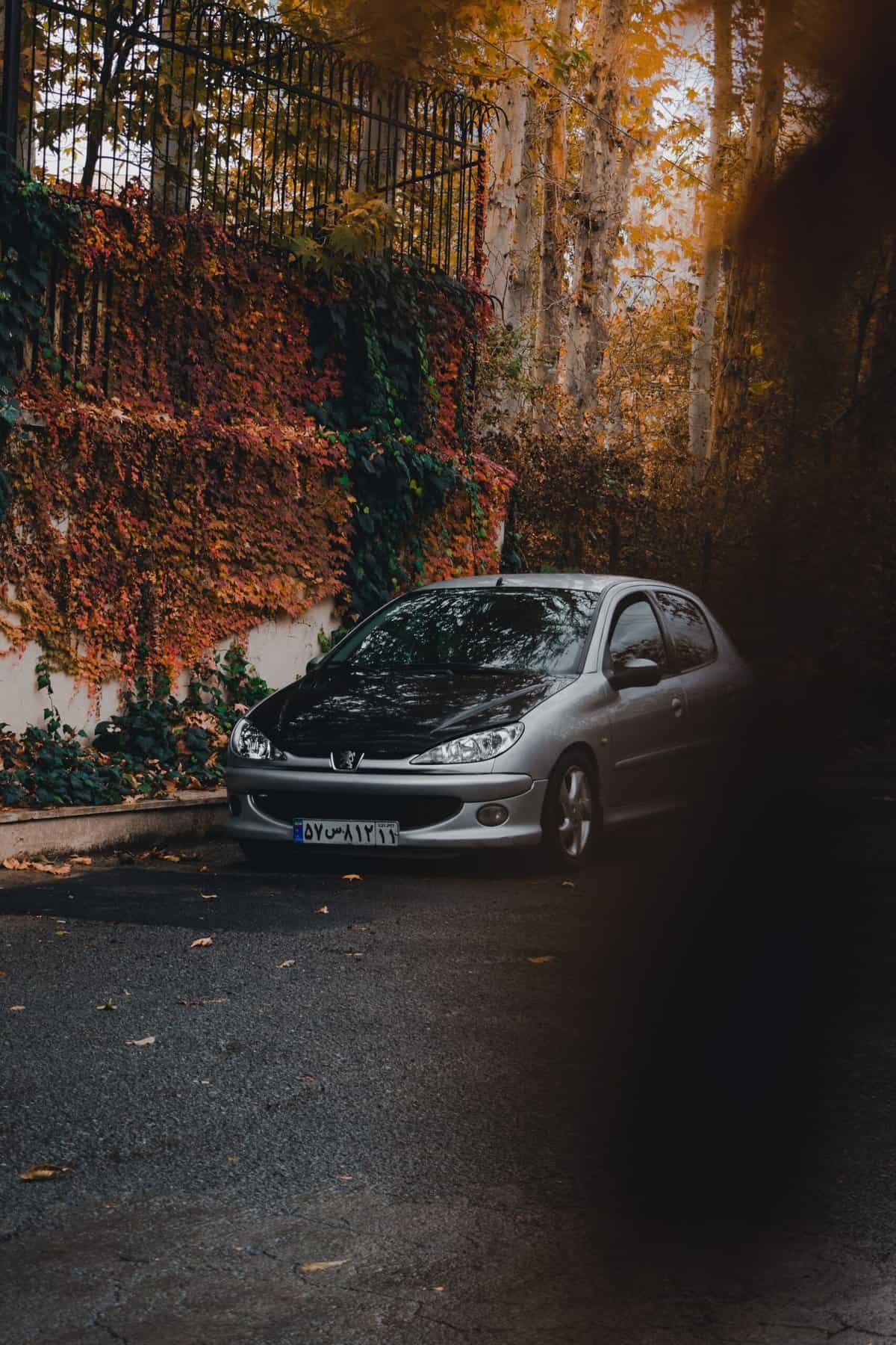 6 Fresh Lemon Grass review