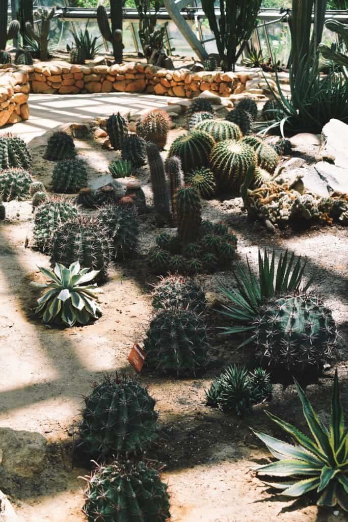 How Do I Plant Nopal From A Pad? How Do I Plant Nopal From A Pad?