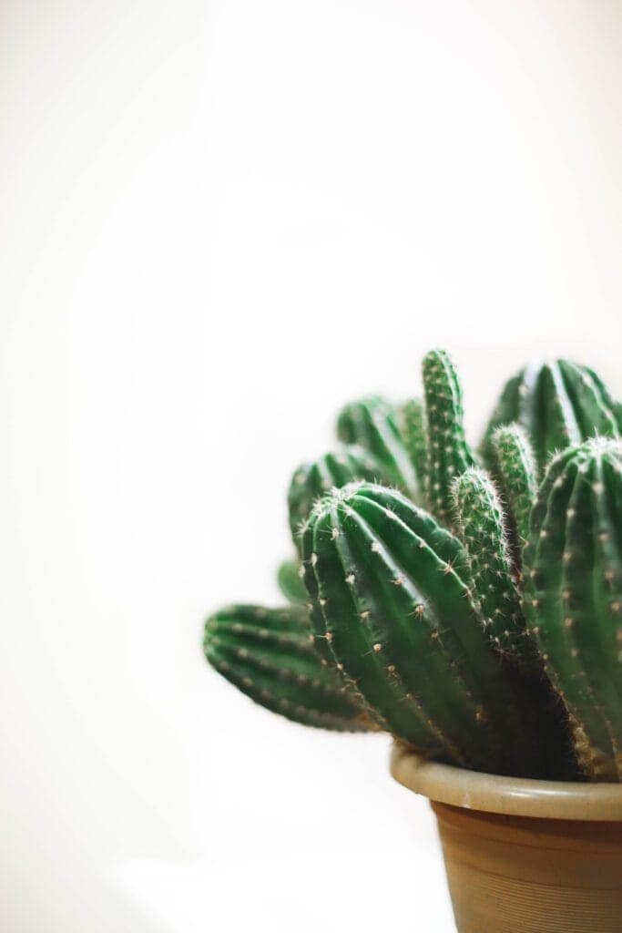 How Do I Plant Nopal From A Pad? How Do I Plant Nopal From A Pad?