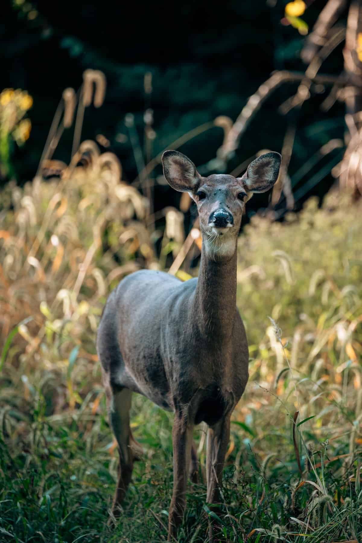 How Do Nopal Supplements Support Weight Management?