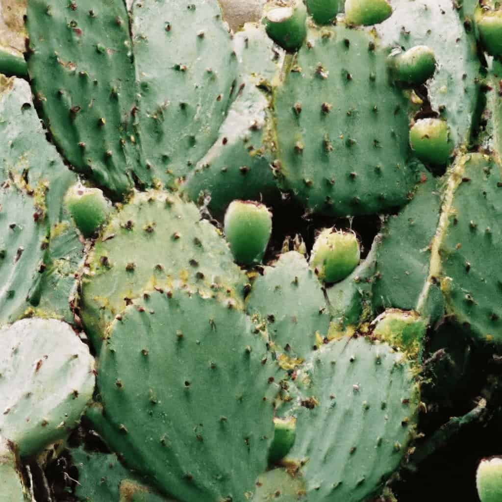 What Are The Key Health Benefits Of Nopal Supplements?