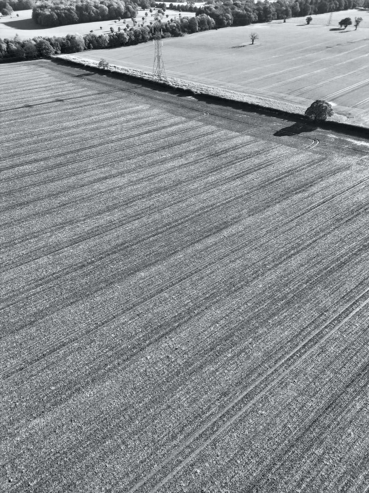 How Do I Encourage Nopal To Produce More Pads?